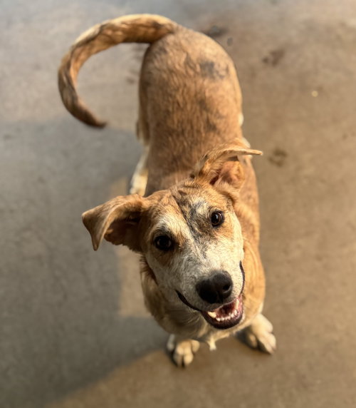 Bingo, an adoptable Catahoula Leopard Dog in Phoenix, AZ