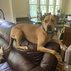 Woody, aka Woodrow