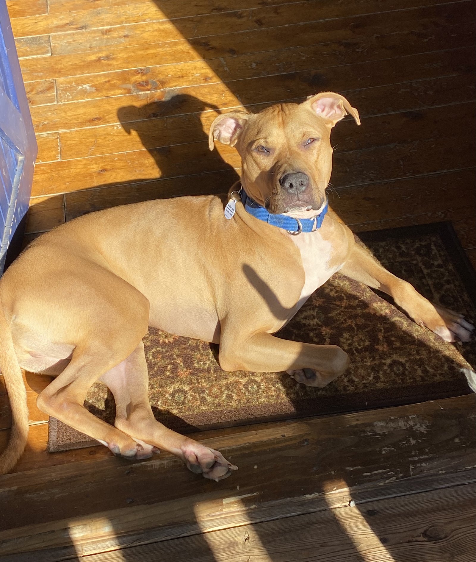 adoptable Dog in Spotsylvania, VA named Woody, aka Woodrow