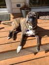 Nala (deaf)