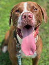 Sampson