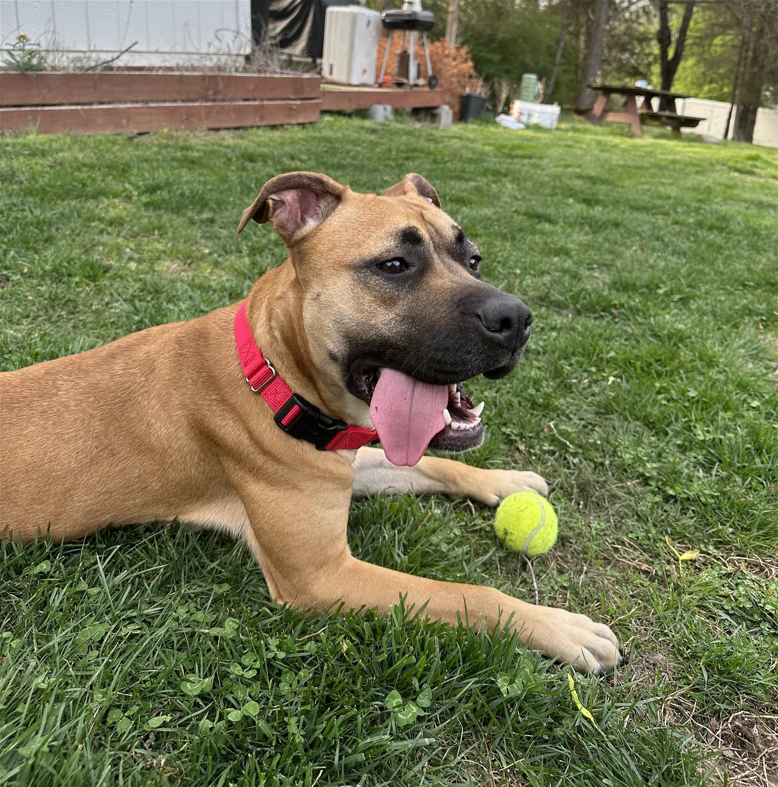 adoptable Dog in Fredericksburg, VA named Shiloh - adoption pending