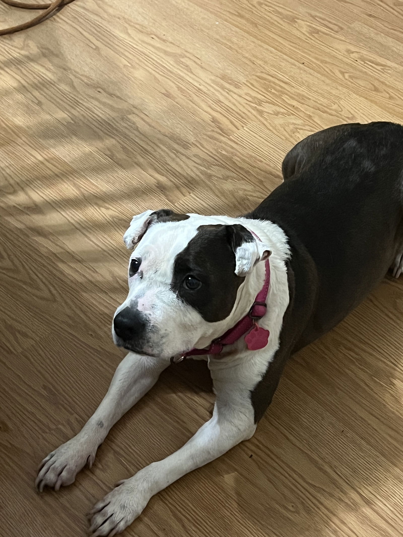 adoptable Dog in Warrenton, VA named Molly