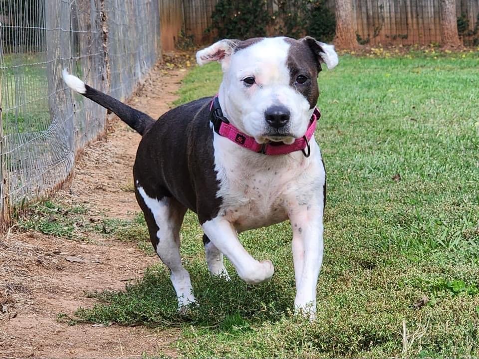 adoptable Dog in Warrenton, VA named Molly