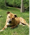 adoptable Dog in fredericksburg, VA named Penny