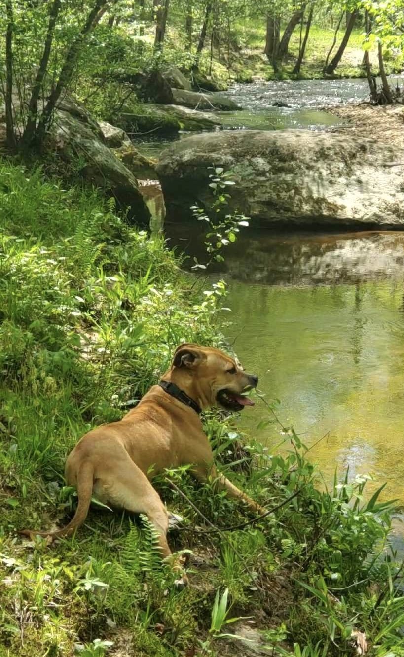 adoptable Dog in Fredericksburg, VA named Penny