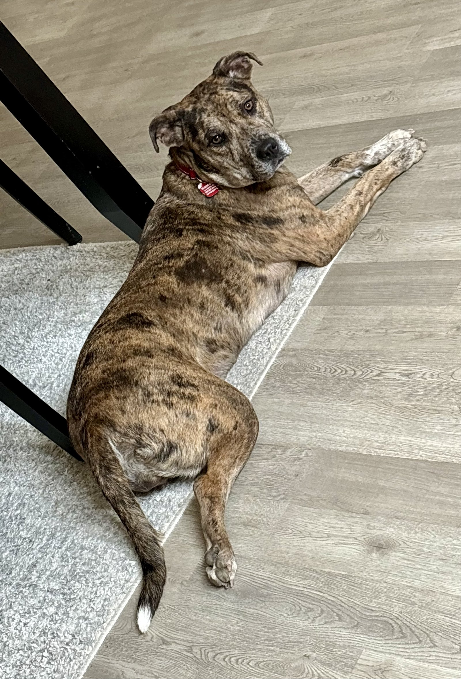 adoptable Dog in Stafford, VA named Dior
