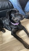 adoptable Dog in , VA named Holly