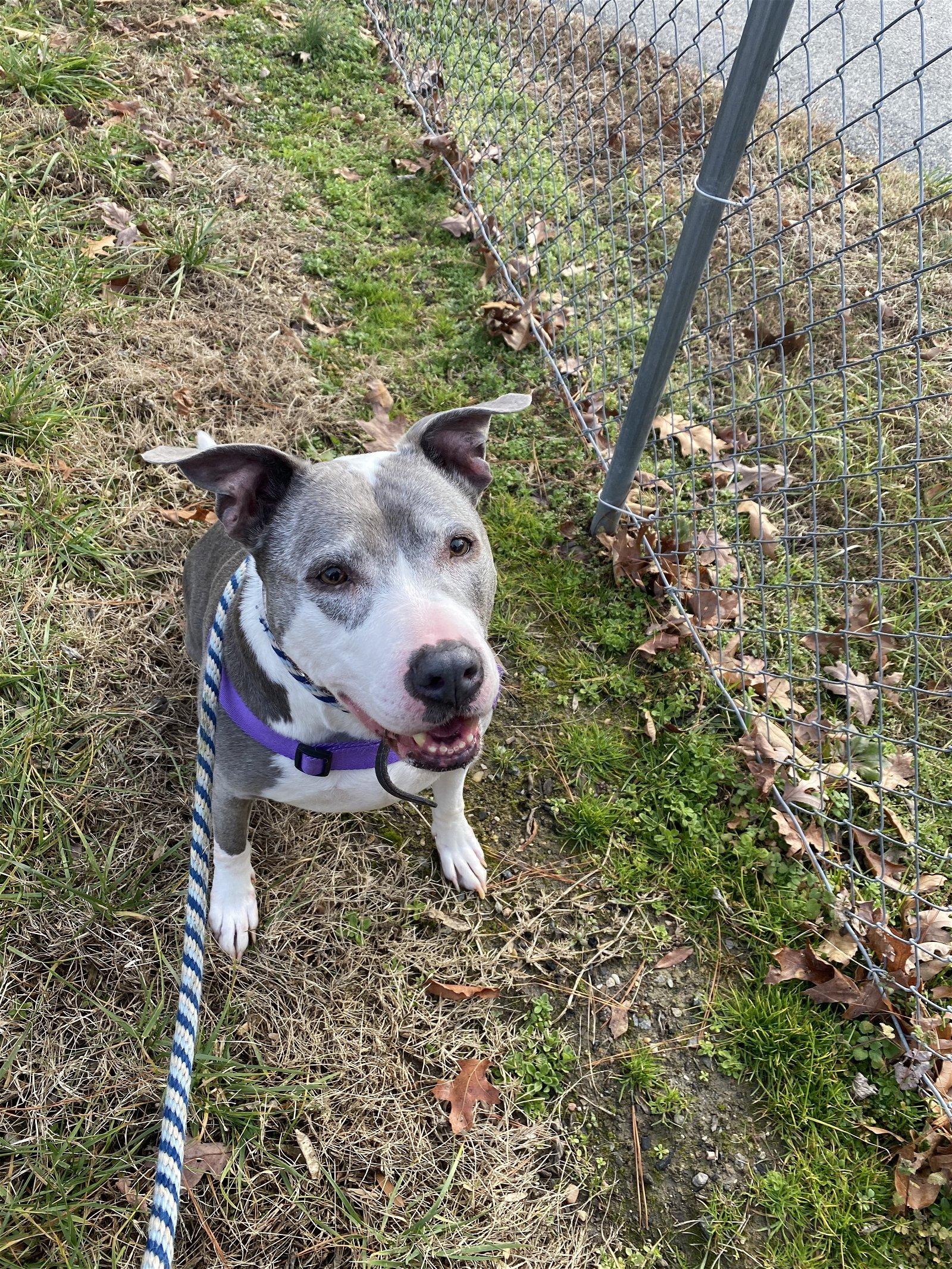 adoptable Dog in Fredericksburg, VA named Sheba