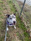 adoptable Dog in fredericksburg, VA named Sheba