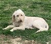 adoptable Dog in fredericksburg, VA named Lola 2