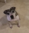 Pepper