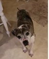 Pepper