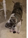 Pepper