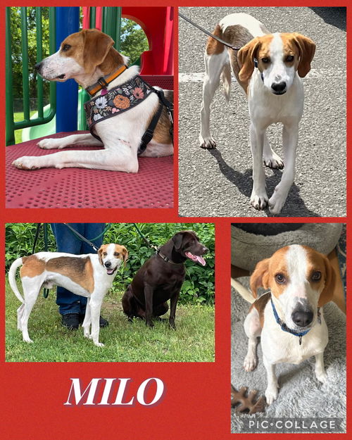 Milo