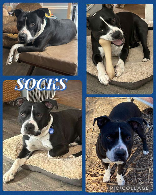 Socks