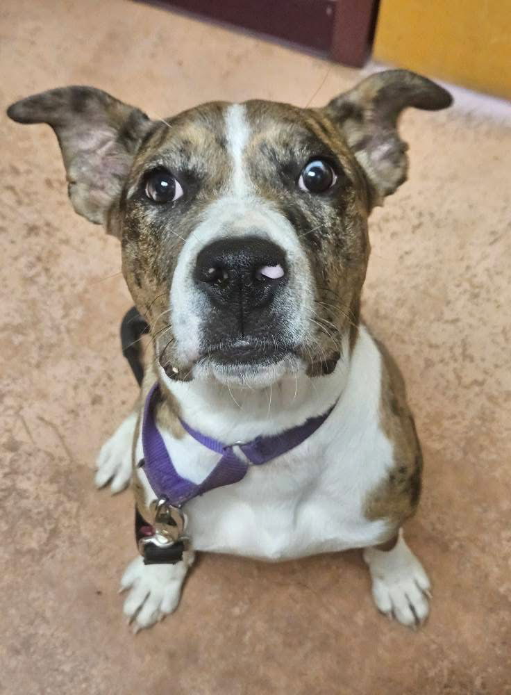 adoptable Dog in Fredericksburg, VA named Cookie 2