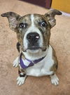 adoptable Dog in fredericksburg, VA named Cookie 2