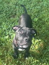 Bruno
