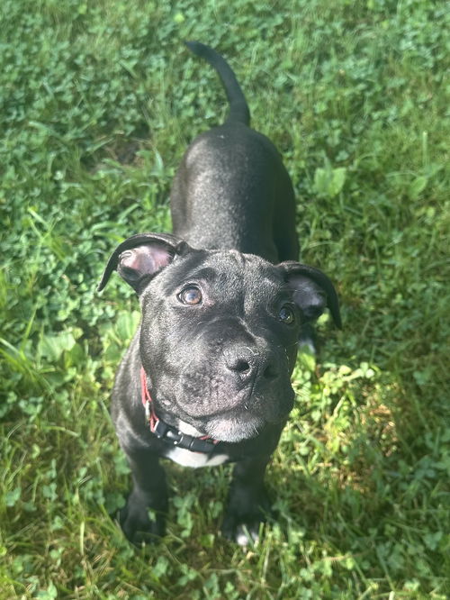 Bruno