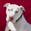 adoptable Dog in Tracy, CA named RICHIE