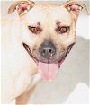 adoptable Dog in tracy, CA named BABE