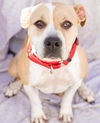 adoptable Dog in Tracy, CA named FIONA