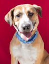 adoptable Dog in Tracy, CA named DAISY