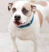 adoptable Dog in  named CLYDE