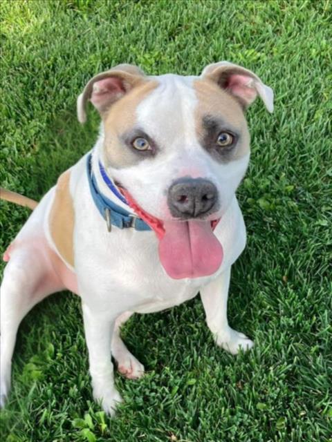 adoptable Dog in Tracy, CA named CLYDE