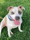 adoptable Dog in tracy, CA named CLYDE
