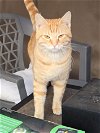 adoptable Cat in tracy, CA named A042035
