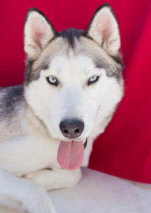 adoptable Dog in Tracy, CA named BEN