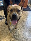 adoptable Dog in tracy, ca, CA named A042165