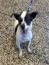 adoptable Dog in tracy, ca, CA named A042176