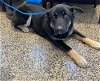 adoptable Dog in tracy, ca, CA named A042200