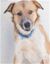 adoptable Dog in tracy, CA named BRAN