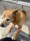 adoptable Dog in tracy, CA named A042284