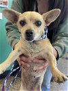 adoptable Dog in tracy, CA named A042392
