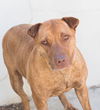 adoptable Dog in Tracy, CA named CHOLULA