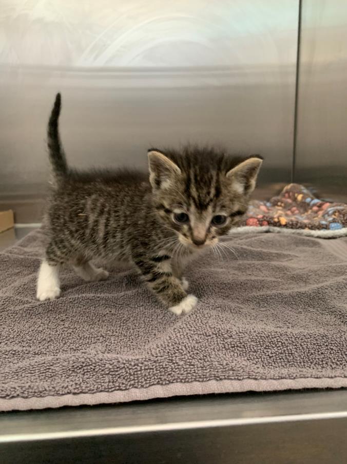 adoptable Cat in Tracy, CA named CHALUPA