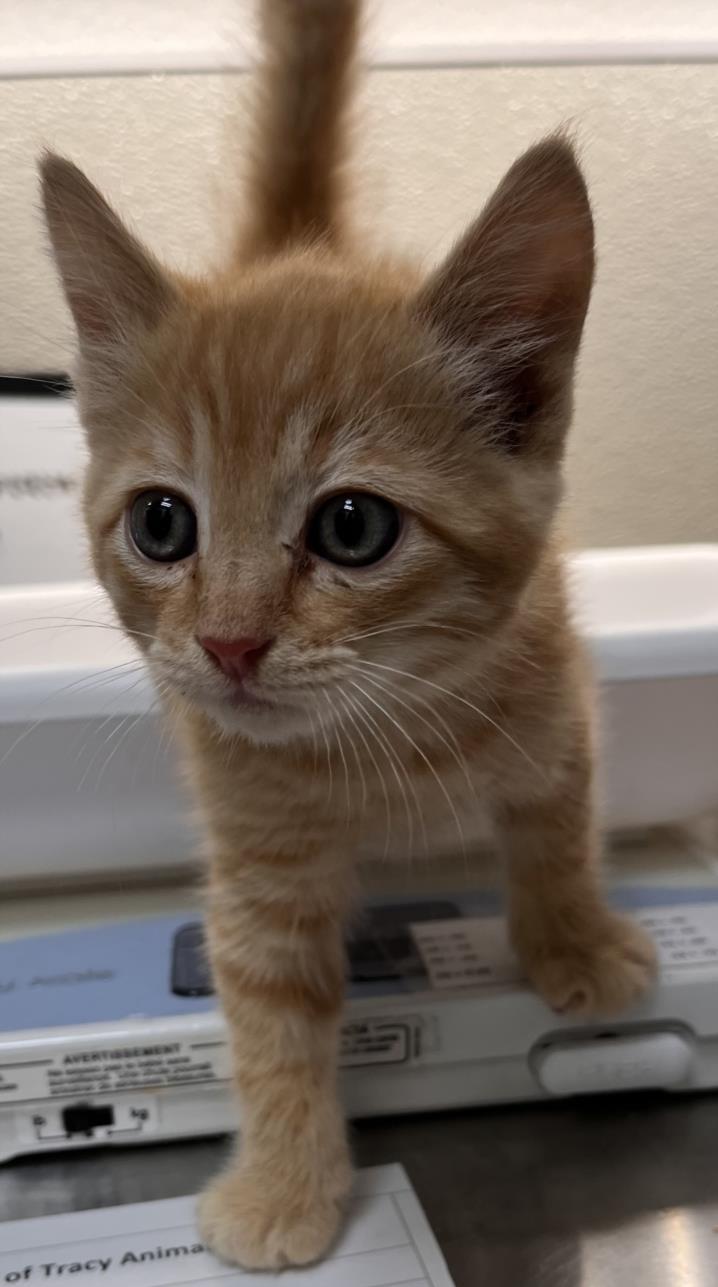 adoptable Cat in Tracy, CA named PISMO