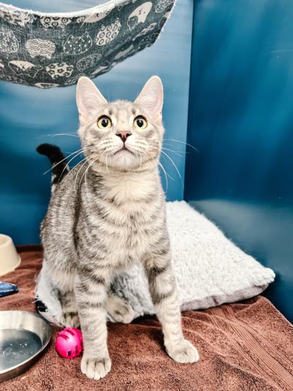 adoptable Cat in Tracy, CA named DAYTONA