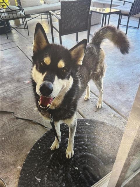 adoptable Dog in Tracy, CA named A042772