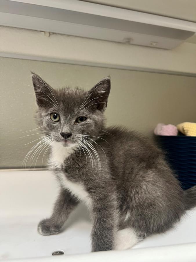 adoptable Cat in Tracy, CA named CANCUN