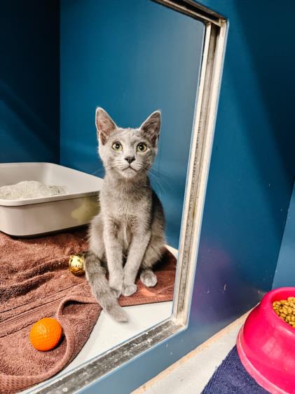 adoptable Cat in Tracy, CA named BAHAMA