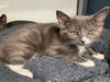 adoptable Cat in Tracy, CA named LAHAINA