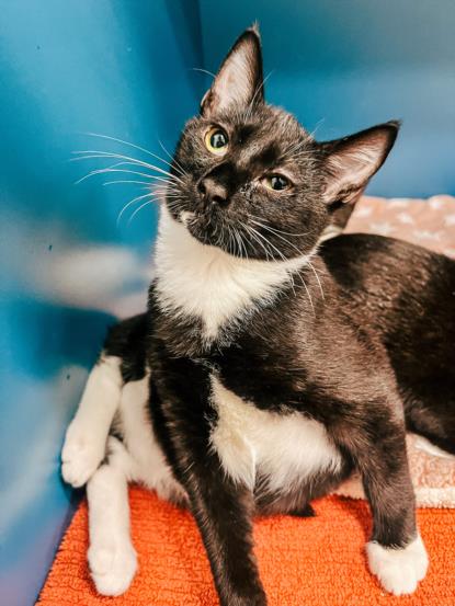 adoptable Cat in Tracy, CA named CHESS