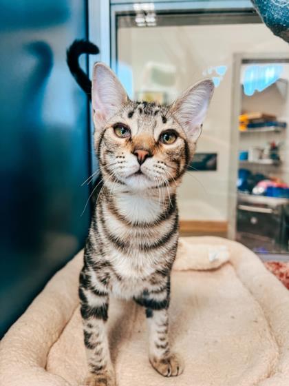 adoptable Cat in Tracy, CA named MARLIN