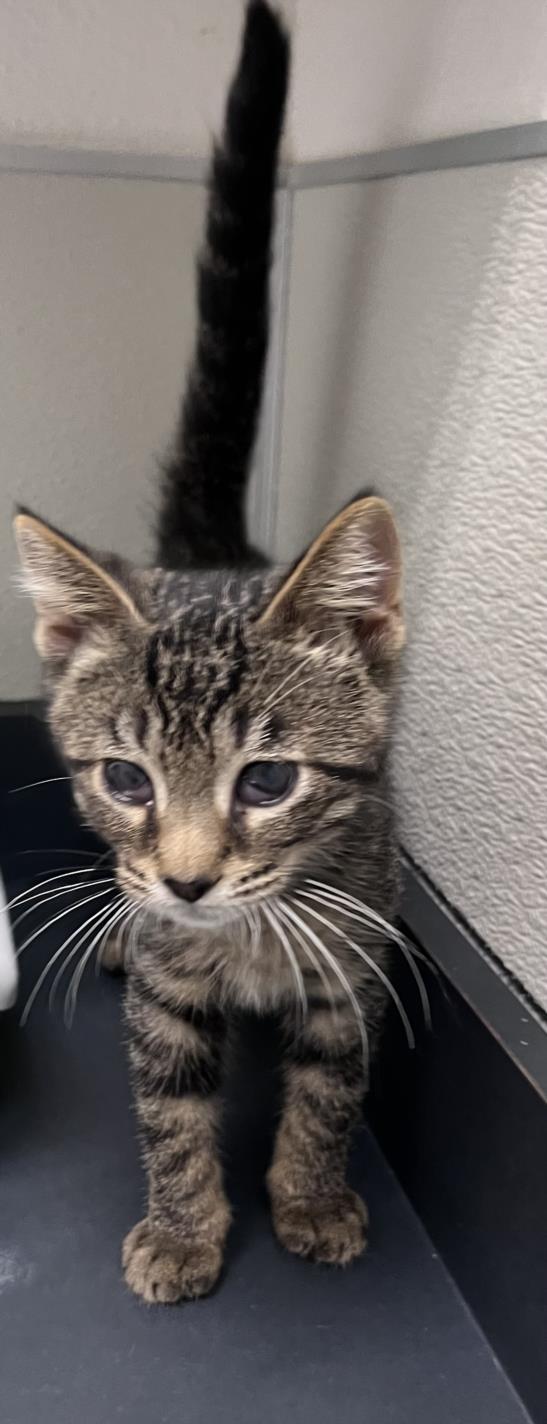 adoptable Cat in Tracy, CA named SPARKS